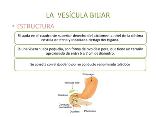 LA VESÍCULA BILIAR
• ESTRUCTURA
Situada en el cuadrante superior derecho del abdomen a nivel de la décima
costilla derecha y localizada debajo del hígado.
Es una visera hueca pequeña, con forma de ovoide o pera, que tiene un tamaño
aproximado de entre 5 a 7 cm de diámetro.
Se conecta con el duodeno por un conducto denominado colédoco

 