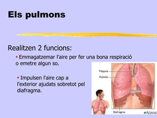 Els pulmons


Realitzen 2 funcions:
   Emmagatzemar l'aire per fer una bona respiració
  o emetre algun so.

     Impulsen l'aire cap a
   l'exterior ajudats sobretot pel
   diafragma.
 