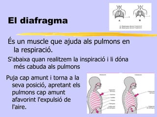El diafragma

És un muscle que ajuda als pulmons en
  la respiració.
S'abaixa quan realitzem la inspiració i li dóna
  més cabuda als pulmons
Puja cap amunt i torna a la
  seva posició, apretant els
  pulmons cap amunt
  afavorint l'expulsió de
  l'aire.
 