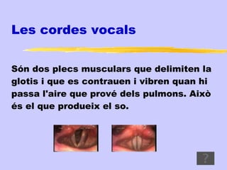 Les cordes vocals


Són dos plecs musculars que delimiten la
glotis i que es contrauen i vibren quan hi
passa l'aire que prové dels pulmons. Això
és el que produeix el so.
 