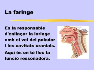 La faringe

És la responsable
d'enllaçar la laringe
amb el vel del paladar
i les cavitats cranials.
Aquí és on té lloc la
funció ressonadora.
 