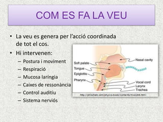 COM ES FA LA VEU
• La veu es genera per l’acció coordinada
de tot el cos.
• Hi intervenen:
– Postura i moviment
– Respirac...