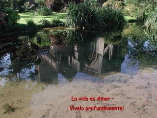 La vida es Amor –  Vívelo profundamente! 