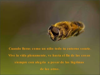 Cuando lloras como un niño todo tu entorno sonríe. Vive la vida plenamente, ve hasta el fin de las cosas  siempre con alegría  a pesar de las lágrimas  de los otros. 