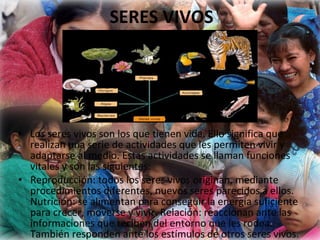 SERES VIVOS Los seres vivos son los que tienen vida. Ello significa que realizan una serie de actividades que les permiten vivir y adaptarse al medio. Estas actividades se llaman funciones vitales y son las siguientes: Reproducción: todos los seres vivos originan, mediante procedimientos diferentes, nuevos seres parecidos a ellos. Nutrición: se alimentan para conseguir la energía suficiente para crecer, moverse y vivir. Relación: reaccionan ante las informaciones que reciben del entorno que les rodea. También responden ante los estímulos de otros seres vivos. 