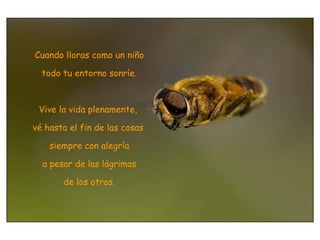 Cuando lloras como un niño todo tu entorno sonríe. Vive la vida plenamente,  vé hasta el fin de las cosas  siempre con alegría a pesar de las lágrimas  de los otros. 