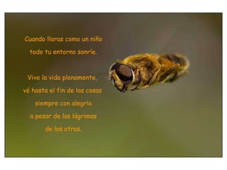 Cuando lloras como un niño todo tu entorno sonríe. Vive la vida plenamente,  vé hasta el fin de las cosas  siempre con alegría a pesar de las lágrimas  de los otros. 
