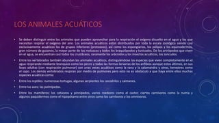 LOS ANIMALES ACUÁTICOS
• Se deben distinguir entre los animales que pueden aprovechar para la respiración el oxígeno disuelto en el agua y los que
necesitan respirar el oxígeno del aire. Los animales acuáticos están distribuidos por toda la escala zoológica siendo casi
exclusivamente acuáticos los de grupos inferiores (protozoos), así como los espongiarios, los pólipos y los equinodermos,
gran número de gusanos, la mayor parte de los moluscos y todos los braquiópodos y tunicados. De los artrópodos que viven
en el agua, se encuentran casi todos los crustáceos, raramente los arácnidos y los insectos acuáticos, los zancudos.
• Entre los vertebrados también abundan los animales acuáticos, distinguiéndose las especies que viven completamente en el
agua respirando mediante branquias como los peces y todas las formas larvarias de los anfibios aunque estos últimos, en sus
fases adultas (con respiración pulmonar) son unas veces acuáticos como la rana y la salamandra y otras, terrestres como
el sapo. Los demás vertebrados respiran por medio de pulmones pero esto no es obstáculo a que haya entre ellos muchas
especies acuáticas como:
• Entre los reptiles: numerosas tortugas, algunas serpientes los cocodrilos y caimanes.
• Entre las aves: las palmípedas.
• Entre los mamíferos: los cetáceos y pinnípedos, varios roedores como el castor, ciertos carnívoros como la nutria y
algunos paquidermos como el hipopótamo entre otros como los carnívoros y los omnívoros.
 