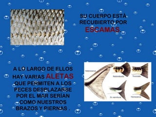 SU CUERPO ESTÁ
                      RECUBIERTO POR
                       ESCAMAS.




A LO LARGO DE ELLOS
HAY VARIAS ALETAS
 QUE PERMITEN A LOS
PECES DESPLAZARSE
 POR EL MAR SERÍAN
  COMO NUESTROS
 BRAZOS Y PIERNAS .
 