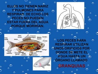 ELLOS NO TIENEN NARIZ
  Y PULMONES PARA
RESPIRAR. DE ECHO LOS
  PECES NO PUEDEN
ESTAR FUERA DEL AGUA
  PORQUE MORIRÍAN.



                          LOS PECES PARA
                        RESPIRAR UTILIZAN
                        UNOS ORIFICIOS POR
                         DONDE SE METE EL
                          AGUA HASTA UN
                         ÓRGANO LLAMADO
                          BRANQUIAS
 
