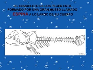 EL ESQUELETO DE LOS PECES ESTÁ
FORMADO POR UNA GRAN HUESO LLAMADO
  ESPINA A LO LARGO DE SU CUERPO
 