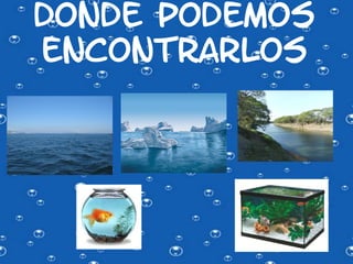 DONDE PODEMOS
ENCONTRARLOS
 