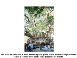 Los budistas creen que el árbol de la fotografía, que se plantó en el sitio original donde
estuvo el famoso árbol Bodhi, es su descendiente directo.
 