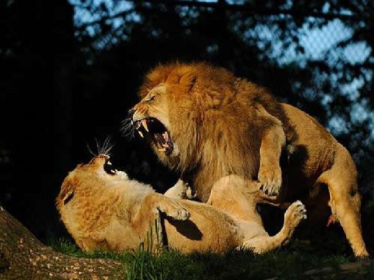La vida de los leones