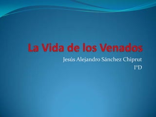Jesús Alejandro Sánchez Chiprut
                            I°D
 