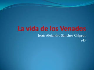 Jesús Alejandro Sánchez Chiprut
                            1·D
 