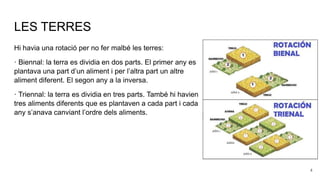 LES TERRES
Hi havia una rotació per no fer malbé les terres:
· Biennal: la terra es dividia en dos parts. El primer any es
plantava una part d’un aliment i per l’altra part un altre
aliment diferent. El segon any a la inversa.
· Triennal: la terra es dividia en tres parts. També hi havien
tres aliments diferents que es plantaven a cada part i cada
any s’anava canviant l’ordre dels aliments.
4
 
