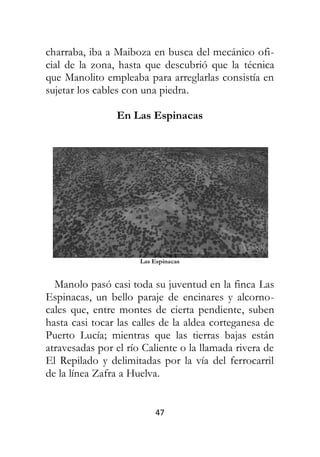 47
charraba, iba a Maiboza en busca del mecánico ofi-
cial de la zona, hasta que descubrió que la técnica
que Manolito empleaba para arreglarlas consistía en
sujetar los cables con una piedra.
En Las Espinacas
Las Espinacas
Manolo pasó casi toda su juventud en la finca Las
Espinacas, un bello paraje de encinares y alcorno-
cales que, entre montes de cierta pendiente, suben
hasta casi tocar las calles de la aldea corteganesa de
Puerto Lucía; mientras que las tierras bajas están
atravesadas por el río Caliente o la llamada rivera de
El Repilado y delimitadas por la vía del ferrocarril
de la línea Zafra a Huelva.
 