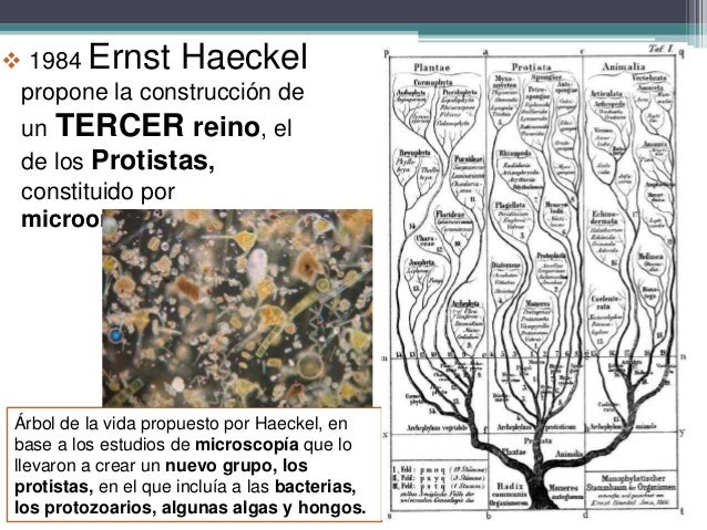 La vida en 5 reinos...por ahora..