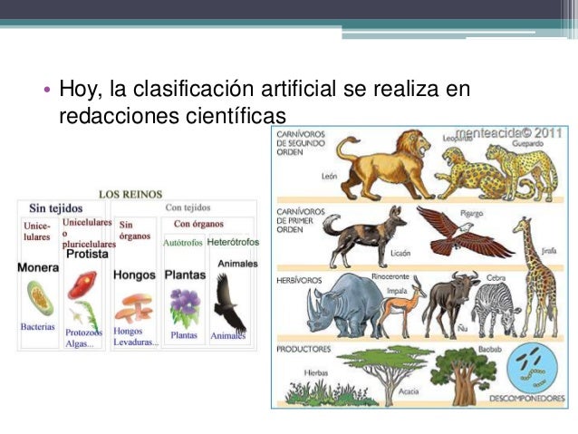 Sistema De Clasificacion Artificial En Biologia es.slideshare.net