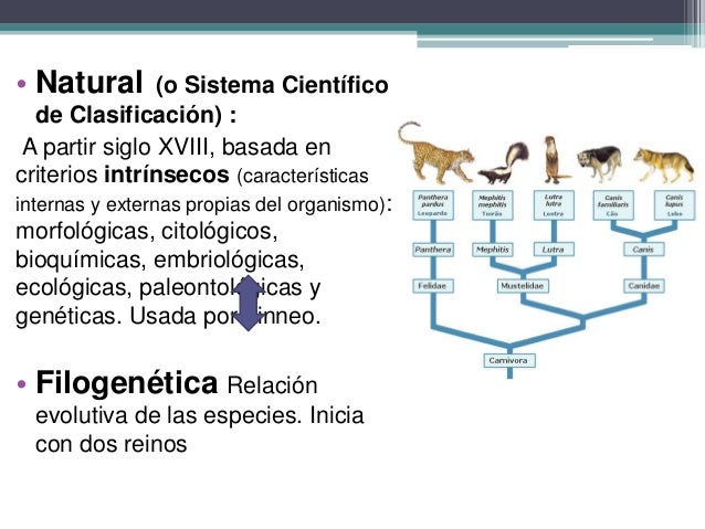 Sistema De Clasificacion Artificial En Biologia es.slideshare.net