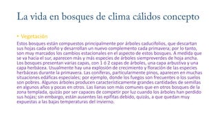 • Vegetación
Estos bosques están compuestos principalmente por árboles caducifolios, que descartan
sus hojas cada otoño y desarrollan un nuevo complemento cada primavera; por lo tanto,
son muy marcados los cambios estacionales en el aspecto de estos bosques. A medida que
se va hacia el sur, aparecen más y más especies de árboles siempreverdes de hoja ancha.
Los bosques presentan varias capas, con 1 ó 2 capas de árboles, una capa arbustiva y una
capa herbácea. Usualmente hay una explosión de crecimiento y floración de las especies
herbáceas durante la primavera. Las coníferas, particularmente pinos, aparecen en muchas
situaciones edáficas especiales; por ejemplo, donde los fuegos son frecuentes o los suelos
son pobres. Algunos árboles producen característicamente grandes cantidades de semillas
en algunos años y pocas en otros. Las lianas son más comunes que en otros bosques de la
zona templada, quizás por ser capaces de competir por luz cuando los árboles han perdido
sus hojas; sin embargo, están ausentes las epifitas debido, quizás, a que quedan muy
expuestas a las bajas temperaturas del invierno.
 