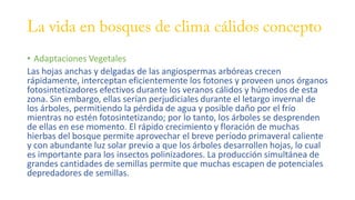 • Adaptaciones Vegetales
Las hojas anchas y delgadas de las angiospermas arbóreas crecen
rápidamente, interceptan eficientemente los fotones y proveen unos órganos
fotosintetizadores efectivos durante los veranos cálidos y húmedos de esta
zona. Sin embargo, ellas serían perjudiciales durante el letargo invernal de
los árboles, permitiendo la pérdida de agua y posible daño por el frío
mientras no estén fotosintetizando; por lo tanto, los árboles se desprenden
de ellas en ese momento. El rápido crecimiento y floración de muchas
hierbas del bosque permite aprovechar el breve período primaveral caliente
y con abundante luz solar previo a que los árboles desarrollen hojas, lo cual
es importante para los insectos polinizadores. La producción simultánea de
grandes cantidades de semillas permite que muchas escapen de potenciales
depredadores de semillas.
 