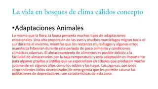 •Adaptaciones Animales
Lo mismo que la flora, la fauna presenta muchos tipos de adaptaciones
estacionales. Una alta proporción de las aves y muchos murciélagos migran hacia el
sur durante el invierno, mientras que los restantes murciélagos y algunos otros
mamíferos hibernan durante este período de poco alimento y condiciones
climáticas adversas. El almacenamiento de alimentos es posible debido a la
facilidad de almacenarlos por la baja temperatura, y esta adaptación es importante
para algunas grajillas y ardillas que se especializan en árboles que producen mucho
solamente en algunos años como los robles y las hayas. Las cigarras, con unos
sorprendentes ciclos sincronizados de emergencia que les permite saturar las
poblaciones de depredadores, son características de esta zona.
 