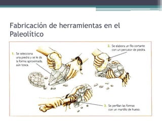 1.2. El proceso de hominización
• Homo Neanderthalensis.
  Vivió entre 130.000 a.C. y el
  35.000 a.C. aprox. No es nuestro
  antepasado. Su nombre procede
  del valle alemán donde se
  encontró sus restos (Neander).
  Tenía un aspecto similar a
  nosotros, pero era más fuerte y
  su cerebro estaba menos
  desarrollado.
 