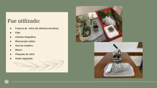 .
Fue utilizado:
● Frascos de vidrio (de distintos tamaños)
● Pala
● Cámara fotográfica
● Microscopio óptico
● Azul de metileno
● Bisturí
● Plaqueta de vidrio
● Audio registrado
 