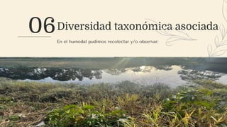 06Diversidad taxonómica asociada
En el humedal pudimos recolectar y/o observar:
 
