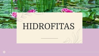 HIDROFITAS
 