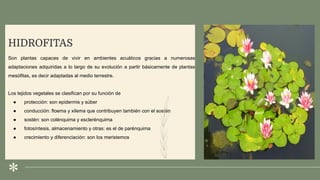 .
HIDROFITAS
Son plantas capaces de vivir en ambientes acuáticos gracias a numerosas
adaptaciones adquiridas a lo largo de su evolución a partir básicamente de plantas
mesófitas, es decir adaptadas al medio terrestre.
Los tejidos vegetales se clasifican por su función de
● protección: son epidermis y súber
● conducción: floema y xilema que contribuyen también con el sostén
● sostén: son colénquima y esclerénquima
● fotosíntesis, almacenamiento y otras: es el de parénquima
● crecimiento y diferenciación: son los meristemos
 