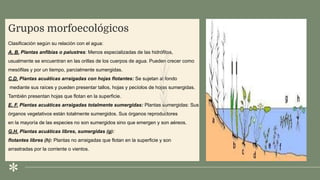 .
Grupos morfoecológicos
Clasificación según su relación con el agua:
A. B. Plantas anfibias o palustres: Menos especializadas de las hidrófitas,
usualmente se encuentran en las orillas de los cuerpos de agua. Pueden crecer como
mesófilas y por un tiempo, parcialmente sumergidas.
C.D. Plantas acuáticas arraigadas con hojas flotantes: Se sujetan al fondo
mediante sus raíces y pueden presentar tallos, hojas y pecíolos de hojas sumergidas.
También presentan hojas que flotan en la superficie.
E. F. Plantas acuáticas arraigadas totalmente sumergidas: Plantas sumergidas: Sus
órganos vegetativos están totalmente sumergidos. Sus órganos reproductores
en la mayoría de las especies no son sumergidos sino que emergen y son aéreos.
G.H. Plantas acuáticas libres, sumergidas (g):
flotantes libres (h): Plantas no arraigadas que flotan en la superficie y son
arrastradas por la corriente o vientos.
 