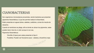 .
CIANOBACTERIAS
Son organismos microscópicos procariotas, siendo bacterias que presentan
pigmentos fotosintéticos, lo que les permite realizar la fotosíntesis.
Están presentes en aguas dulces, saladas y salobres y zonas de mezcla de
estuarios.
Cuando la membrana se pliega, allí es donde se ubican los pigmentos, estas
pueden tener más de un color aunque no se vea,
Pigmentos fotosintéticos:
- Clorofila (3 tipos) pero estas presentan el tipo A
- Ficobilina: Pueden ser ficocianina (azul - celeste) y ficoeritrina (roja)
 
