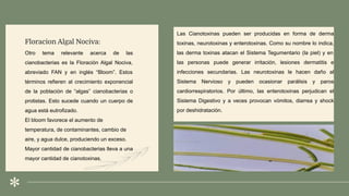 Las Cianotoxinas pueden ser producidas en forma de derma
toxinas, neurotoxinas y enterotoxinas. Como su nombre lo indica,
las derma toxinas atacan el Sistema Tegumentario (la piel) y en
las personas puede generar irritación, lesiones dermatitis e
infecciones secundarias. Las neurotoxinas le hacen daño al
Sistema Nervioso y pueden ocasionar parálisis y paros
cardiorrespiratorios. Por último, las enterotoxinas perjudican el
Sistema Digestivo y a veces provocan vómitos, diarrea y shock
por deshidratación.
Floracion Algal Nociva:
Otro tema relevante acerca de las
cianobacterias es la Floración Algal Nociva,
abreviado FAN y en inglés “Bloom”. Estos
términos refieren al crecimiento exponencial
de la población de “algas” cianobacterias o
protistas. Esto sucede cuando un cuerpo de
agua está eutrofizado.
El bloom favorece el aumento de
temperatura, de contaminantes, cambio de
aire, y agua dulce, produciendo un exceso.
Mayor cantidad de cianobacterias lleva a una
mayor cantidad de cianotoxinas.
 