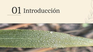 01 Introducción
 