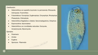 .
Clasificación:
● Heterotróficos con aparelho locomotor no permanente; Rhizopoda,
Actinopoda, Foraminifera
● Fotosintéticos: Pyrrophyta, Euglenophyta, Chrysophyta, Rhodophyta,
Phaeophyta, Chlorophyta
● Heterotróficos flagelados e ciliados: Sarcomastigophora, Ciliophora
● Esporozoários: Apicomplexa
● Heterotróficos con movilidades reducidas: Oomycota,
Acrasiomycota, Myxomycota
Ejemplos:
● Paramecio
● Ameba
● Euglena
● Sporozoa - Plasmodio
 