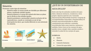 Simetría:
Presentan cuatro tipos de simetrías:
- Simetría radial: el cuerpo puede ser dividido por diferentes
planos, resultando mitades iguales.
- Simetría bilateral: el cuerpo del animal sólo tiene un plano
que lo divida en dos mitades iguales.
- Simetría pentámera o pentaradial: simetría exclusiva de los
equinodermos, cuando se contempla un eje de tipo
heteropolar (es decir, que resulta diferente en sus extremos).
- Sin simetría.
¿QUÉ ES UN INVERTEBRADO DE
AGUA DULCE?
Entre este tipo de animales acuáticos de agua
dulce, destacan moluscos, crustáceos y otros
grupos. Algunas especies son: Caracoles
dulceacuícolas (Planorbella trivolvis). Cangrejo de
río (superfamilias Astacoidea y Parastacoidea). El
término macroinvertebrados se utiliza
comúnmente para referirse a animales
invertebrados tales como insectos, moluscos y
anélidos. Estos viven en los cuerpos de agua,
pueden verse a simple vista y pueden ayudar a
entender la salud de los cuerpos de agua.
EJEMPLOS:
● Hydra
● Planaria
● Camarón fantasma
● Caracol de agua dulce
 