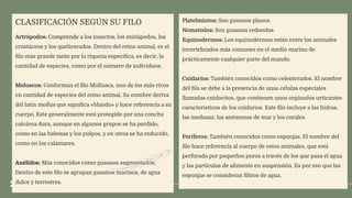 .
CLASIFICACIÓN SEGÚN SU FILO
Artrópodos: Comprende a los insectos, los miriápodos, los
crustáceos y los quelicerados. Dentro del reino animal, es el
ﬁlo más grande tanto por la riqueza especíﬁca, es decir, la
cantidad de especies, como por el número de individuos.
Moluscos: Conforman el ﬁlo Mollusca, uno de los más ricos
en cantidad de especies del reino animal. Su nombre deriva
del latín mollus que signiﬁca «blando» y hace referencia a su
cuerpo. Este generalmente está protegido por una concha
calcárea dura, aunque en algunos grupos se ha perdido,
como en las babosas y los pulpos, y en otros se ha reducido,
como en los calamares.
Anélidos: Más conocidos como gusanos segmentados;
Dentro de este ﬁlo se agrupan gusanos marinos, de agua
dulce y terrestres.
Platelmintos: Son gusanos planos.
Nematodos: Son gusanos redondos.
Equinodermos: Los equinodermos están entre los animales
invertebrados más comunes en el medio marino de
prácticamente cualquier parte del mundo.
Cnidarios: También conocidos como celenterados. El nombre
del ﬁlo se debe a la presencia de unas células especiales
llamadas cnidocitos, que contienen unos orgánulos urticantes
característicos de los cnidarios. Este ﬁlo incluye a las hidras,
las medusas, las anémonas de mar y los corales.
Poríferos: También conocidos como esponjas. El nombre del
ﬁlo hace referencia al cuerpo de estos animales, que está
perforado por pequeños poros a través de los que pasa el agua
y las partículas de alimento en suspensión. Es por eso que las
esponjas se consideran ﬁltros de agua.
 