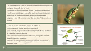 .
Los anﬁbios son una clase de animales vertebrados con respiración
branquial durante la fase larvaria
y pulmonar al alcanzar el estado adulto. A diferencia del resto de
vertebrados, se distinguen por sufrir una transformación durante su
desarrollo.Los anﬁbios fueron los primeros vertebrados en
adaptarse a una vida semiterrestre. Hay descritas 7492 especies de
anﬁbios.
La piel de los tres principales grupos de anﬁbio es
estructuralmente similar, siendo permeable al
agua, desnuda, muy vascularizada y está provista de una multitud
de glándulas. Lleva a cabo una
serie de funciones vitales en los anﬁbios al protegerlos contra la
abrasión y agentes patógenos
colaborar en la respiración (respiración cutánea), absorbiendo y
liberando aqua.
 