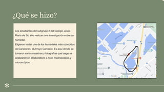 ¿Qué se hizo?
Los estudiantes del subgrupo 2 del Colegio Jesús
María de 5to año realizan una investigación sobre un
humedal.
Eligieron visitar uno de los humedales más conocidos
de Canelones, el Arroyo Carrasco. Es aquí donde se
tomaron varias muestras y fotografías que luego se
analizaron en el laboratorio a nivel macroscópico y
microscópico.
 