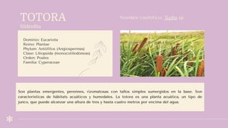TOTORA
Hidroﬁta
Dominio: Eucariota
Reino: Plantae
Phylum: Antófitos (Angiospermas)
Clase: Liliopsida (monocotiledóneas)
Orden: Poales
Familia: Cyperaceae
Nombre científico: Typha sp
Son plantas emergentes, perennes, rizomatosas con tallos simples sumergidos en la base. Son
características de hábitats acuáticos y humedales. La totora es una planta acuática, un tipo de
junco, que puede alcanzar una altura de tres y hasta cuatro metros por encima del agua.
 