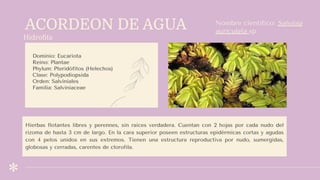 ACORDEON DE AGUA
Hidroﬁta
Dominio: Eucariota
Reino: Plantae
Phylum: Pteridófitos (Helechos)
Clase: Polypodiopsida
Orden: Salviniales
Familia: Salviniaceae
Nombre científico: Salvinia
auriculata sp
Hierbas flotantes libres y perennes, sin raíces verdadera. Cuentan con 2 hojas por cada nudo del
rizoma de hasta 3 cm de largo. En la cara superior poseen estructuras epidérmicas cortas y agudas
con 4 pelos unidos en sus extremos. Tienen una estructura reproductiva por nudo, sumergidas,
globosas y cerradas, carentes de clorofila.
 
