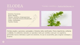 ELODEA
Hidroﬁta
Dominio: Eucariota
Reino: Plantae
Phylum: Antófitos (Angiospermas)
Clase: Liliopsida (monocotiledóneas)
Orden: Alismatales
Familia: Elodea
Nombre científico: Hydrocharitaceae sp
Hierbas anuales o perennes, sumergidas o flotantes tallos ramificados. Flores imperfectas, solitarias
o umbelas. En ambientes naturales se reproduce tanto por semillas como por vía vegetativa,
generando nuevos individuos a partir de estolones. Se usa en acuariofilia, para oxigenar estanques y
acuarios.
 