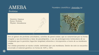 AMEBA
Protistas
Dominio: Eukarya
Reino: Protista
Phylum: Amoebozoa
Nombre científico: Amoeba sp
Son un género de protistas unicelulares, carentes de pared celular, que se caracterizan por su forma
irregular y sus movimientos a base de pseudópodos, o sea, de prolongaciones tentaculares de su
citoplasma que le permiten fagocitar (englobar) alimentos e incorporarlos a través de su membrana
celular.
Sus células presentan un núcleo celular, delimitado por una membrana. Dentro de este se encuentra
encerrado el material genético en forma de ADN y ARN.
 