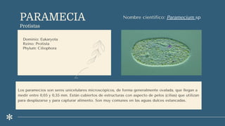 PARAMECIA
Protistas
Dominio: Eukaryota
Reino: Protista
Phylum: Ciliophora
Nombre científico: Paramecium sp
Los paramecios son seres unicelulares microscópicos, de forma generalmente ovalada, que llegan a
medir entre 0,05 y 0,35 mm. Están cubiertos de estructuras con aspecto de pelos (cilias) que utilizan
para desplazarse y para capturar alimento. Son muy comunes en las aguas dulces estancadas.
 