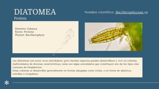 DIATOMEA
Protista
Dominio: Eukarya
Reino: Protista
Phylum: Bacillariophyta
Nombre científico: Bacillariophyceae sp
Las diatomeas son seres vivos unicelulares, pero muchas especies pueden desarrollarse y vivir en colonias
multicelulares de diversas características, estas son algas unicelulares que constituyen uno de los tipos más
comunes de fitoplancton.
Estas colonias se desarrollan generalmente en formas alargadas como cintas, o en forma de abanicos,
estrellas o irregulares.
 