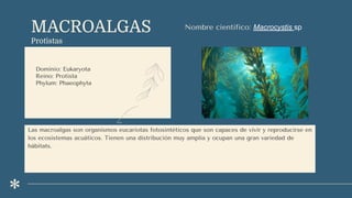 MACROALGAS
Protistas
Dominio: Eukaryota
Reino: Protista
Phylum: Phaeophyta
Nombre científico: Macrocystis sp
Las macroalgas son organismos eucariotas fotosintéticos que son capaces de vivir y reproducirse en
los ecosistemas acuáticos. Tienen una distribución muy amplia y ocupan una gran variedad de
hábitats.
 