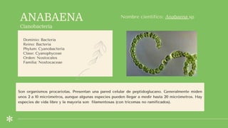 ANABAENA
Cianobacteria
Dominio: Bacteria
Reino: Bacteria
Phylum: Cyanobacteria
Clase: Cyanophyceae
Orden: Nostocales
Familia: Nostocaceae
Nombre científico: Anabaena sp
Son organismos procariotas. Presentan una pared celular de peptidoglucano. Generalmente miden
unos 2 a 10 micrómetros, aunque algunas especies pueden llegar a medir hasta 20 micrómetros. Hay
especies de vida libre y la mayoría son filamentosas (con tricomas no ramificados).
 